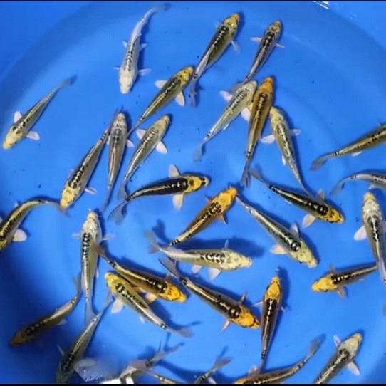 MIZUHO OGON YELLOW MIX MA04