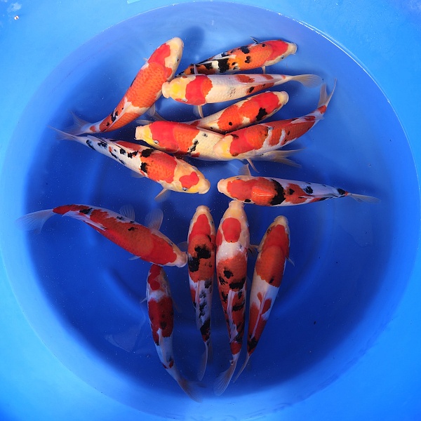 SANKE TOSAI MIX YM02