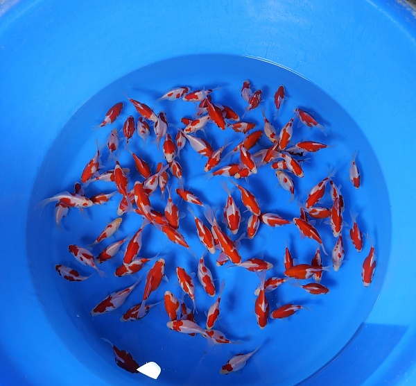 SEBO NND10 | Worldwide Nishikigoi export from Japan | WCB International