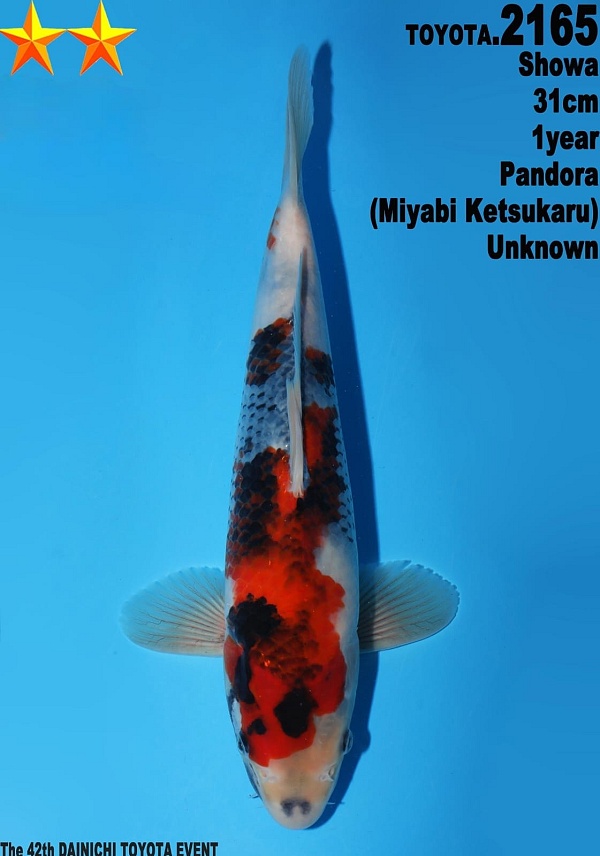 SHOWA JUMBO TOSAI DAIN-T2165