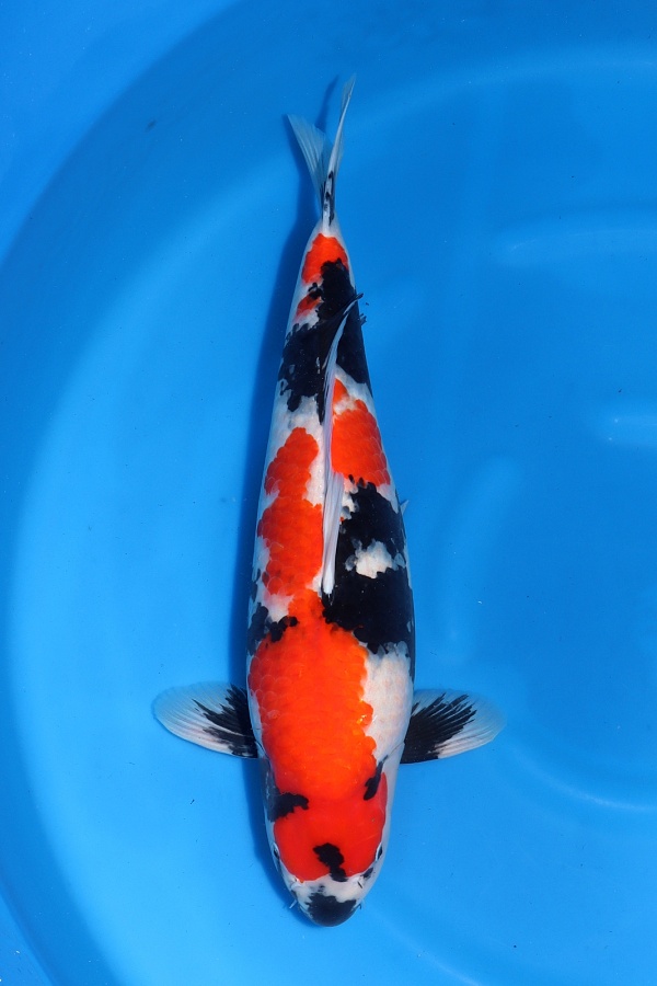 SHOWA SEKHP02 | Worldwide Nishikigoi export from Japan | WCB International