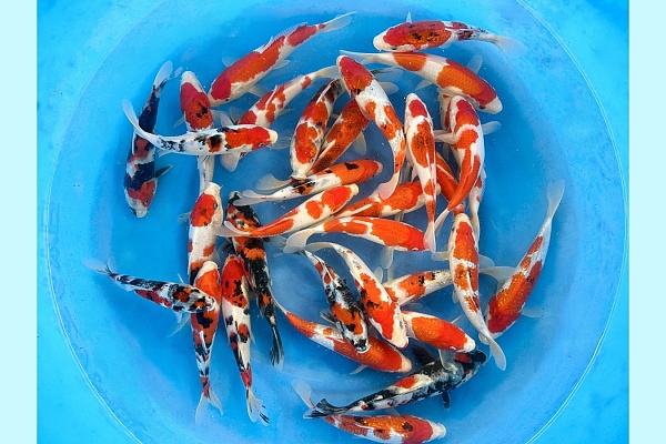 Small 2sai Gosanke and Koromo Mix : 20-25 cm (Sample) MRSE-003
