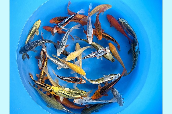 Small 2sai Non Gosanke Mix : 20-25 cm (Sample) MRSE-001