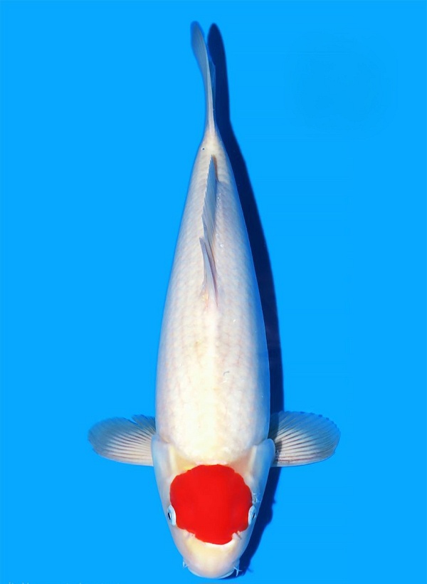 TANCHO KOHAKU MAT-03