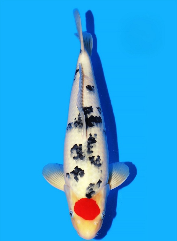 TANCHO SANKE TAM-FR01