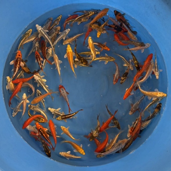 TATESHITA TOSAI MIX MARU05