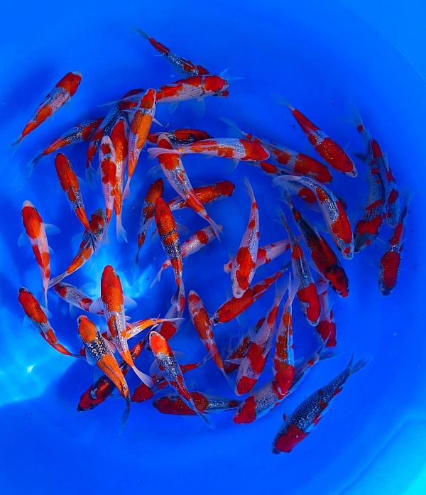 TOSAI GOSHKI MIX TG04