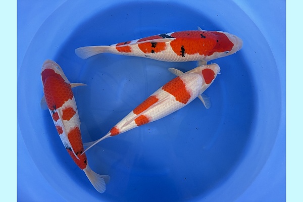 WYSIWYG 2Y Female kohaku + sanke (blanc certificates) x 3pcs SPJ-048