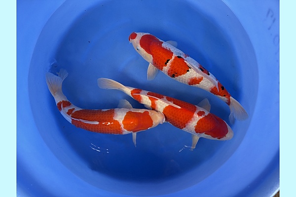 WYSIWYG 2Y Female kohaku + sanke (blanc certificates) x 3pcs SPJ-049
