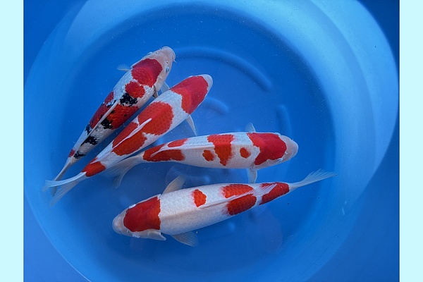 WYSIWYG 2Y Female Kohaku 3pcs + ginrin sanke 1pcs SPJ-053