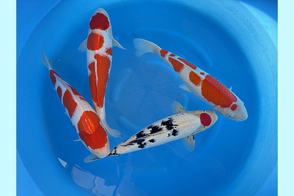 WYSIWYG 2Y Female kohaku and sanke mix x 4 pcs SPJ-061
