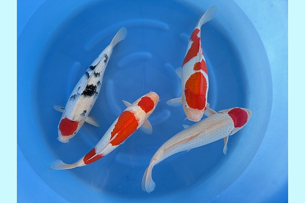 WYSIWYG 2Y Female kohaku and sanke mix x 4 pcs SPJ-062