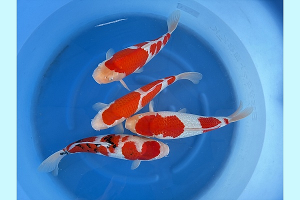 WYSIWYG 2Y Female kohaku and sanke mix x 4 pcs SPJ-063