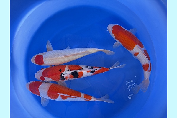 WYSIWYG 2Y Female kohaku and sanke mix x 4 pcs SPJ-064