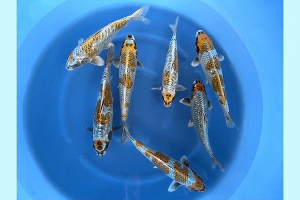 WYSIWYG 2Y Ginrin ki ginga + some aragoke ki ginga x 7pcs SPJ-043