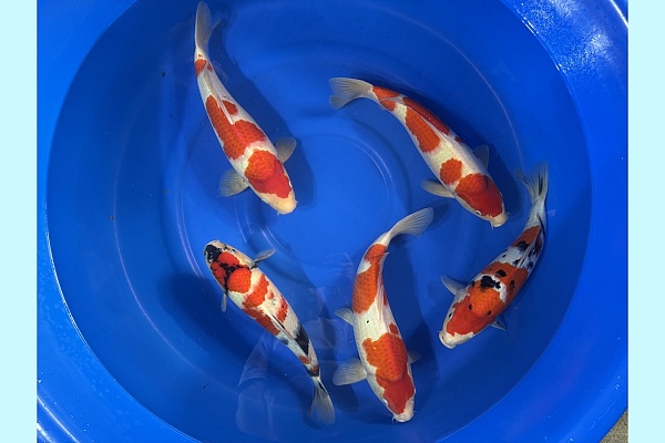 WYSIWYG 2Y Gosanke mix x 5pcs SPJ-030