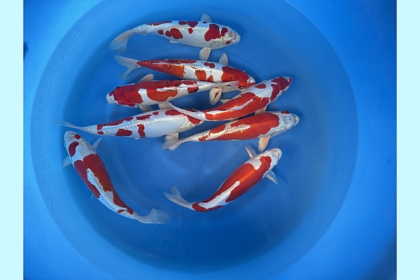 WYSIWYG 2Y Hikarimoyo mix x 8pcs SPJ-011