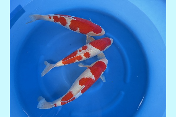 WYSIWYG 2Y HQ Male kohaku x 3pcs SPJ-039