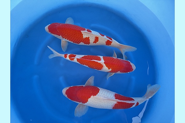 WYSIWYG 2Y HQ Male kohaku x 3pcs SPJ-040