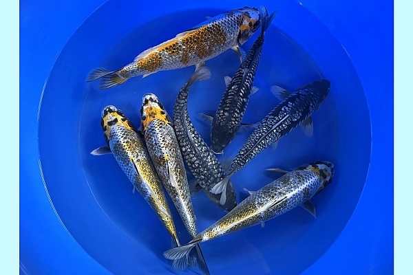 WYSIWYG 2Y Kawari Mix x 7pcs SPS-054