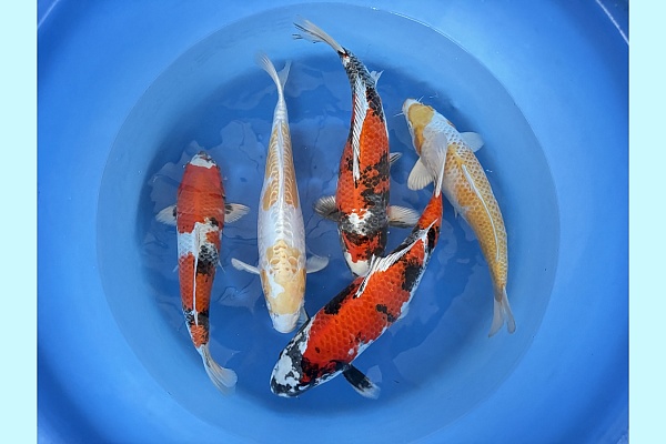 WYSIWYG 2Y kin showa, hariwake and doitsu hariwake x 5pcs SPJ-045