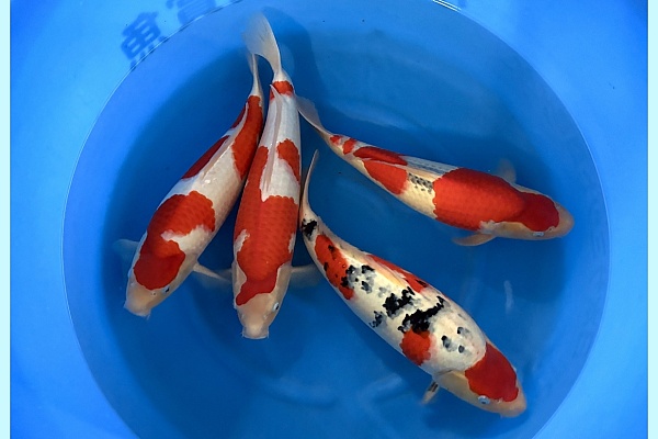 WYSIWYG 2Y Male Selected Mix x 4pcs SPS-048