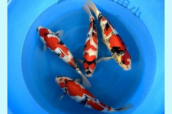 WYSIWYG 2Y Male Showa x 4pcs SPS-047
