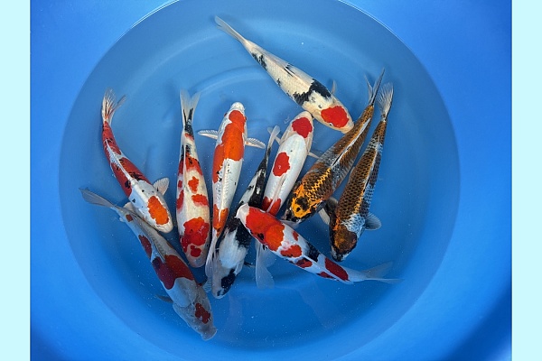 WYSIWYG 2Y Mix x 10pcs SPJ-060