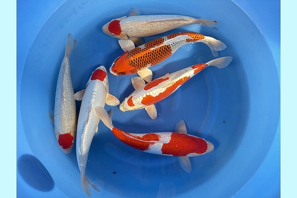 WYSIWYG 2Y Mix x 6pcs SPJ-032