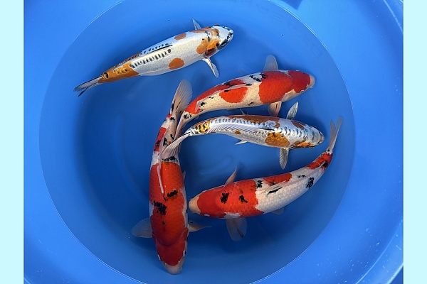 WYSIWYG 2Y Sanke 3x, kinkikokuryu 2x SPJ-037