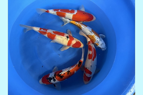 WYSIWYG 2Y Sanke 4x, kinkikokuryu 1x SPJ-036
