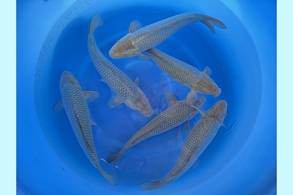 WYSIWYG 2Y Soragoi x 6pcs SPJ-021