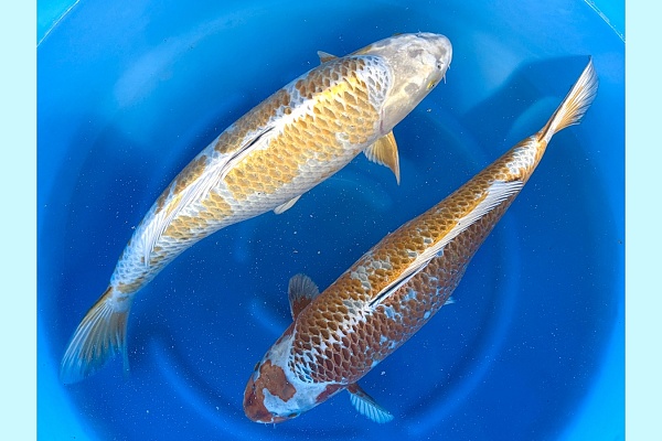 WYSIWYG 3Y Kogane Ochiba x 2pcs SPS-013