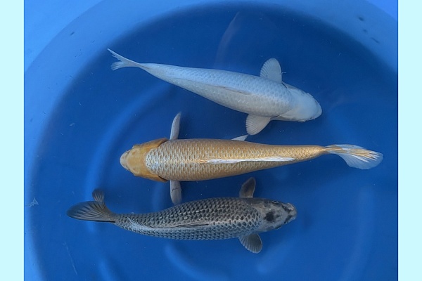 WYSIWYG 3Y Ogon mix x 3pcs SPJ-058