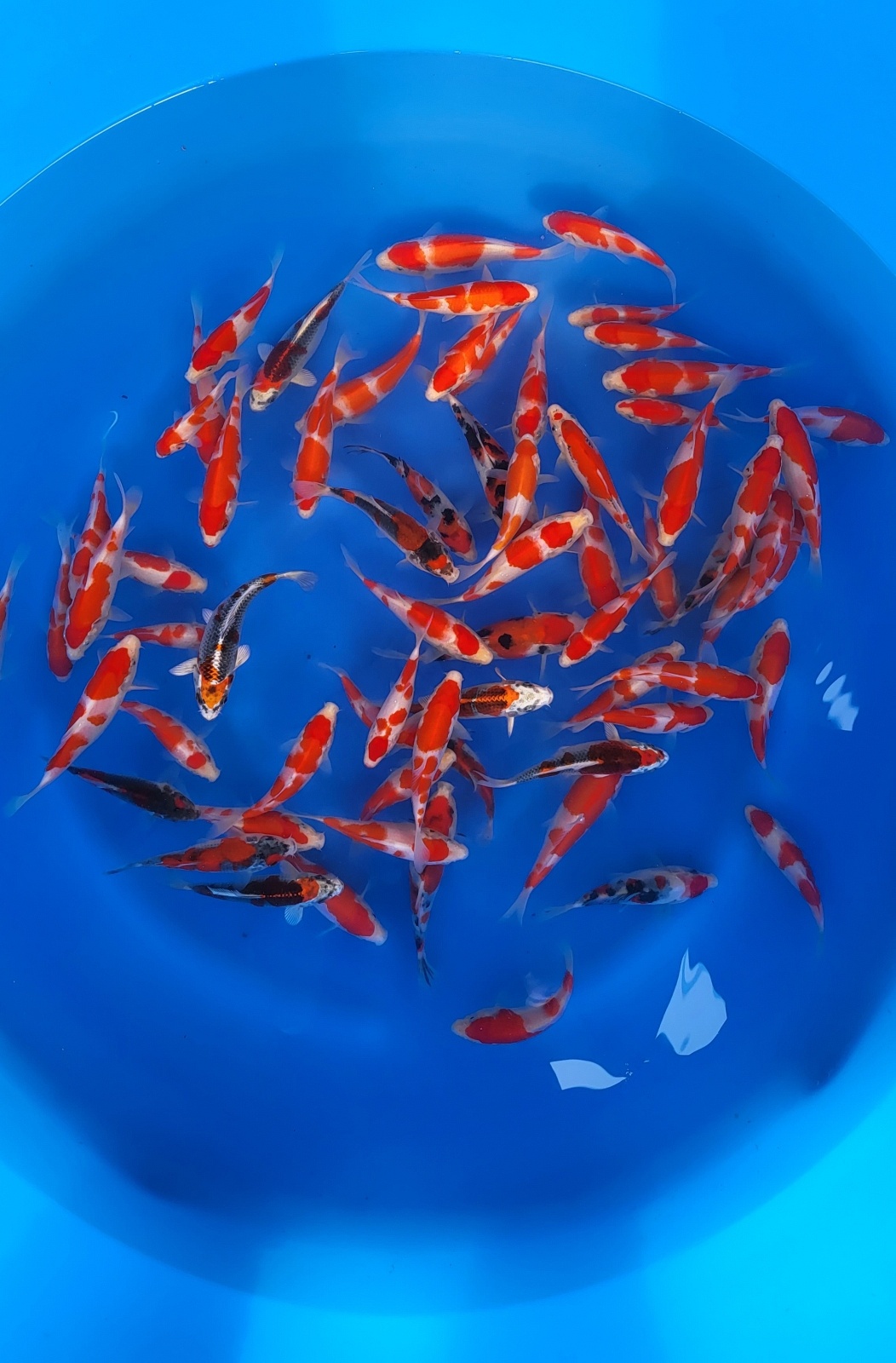 GOSANKE MX TANI03 Worldwide Nishikigoi export from Japan WCB