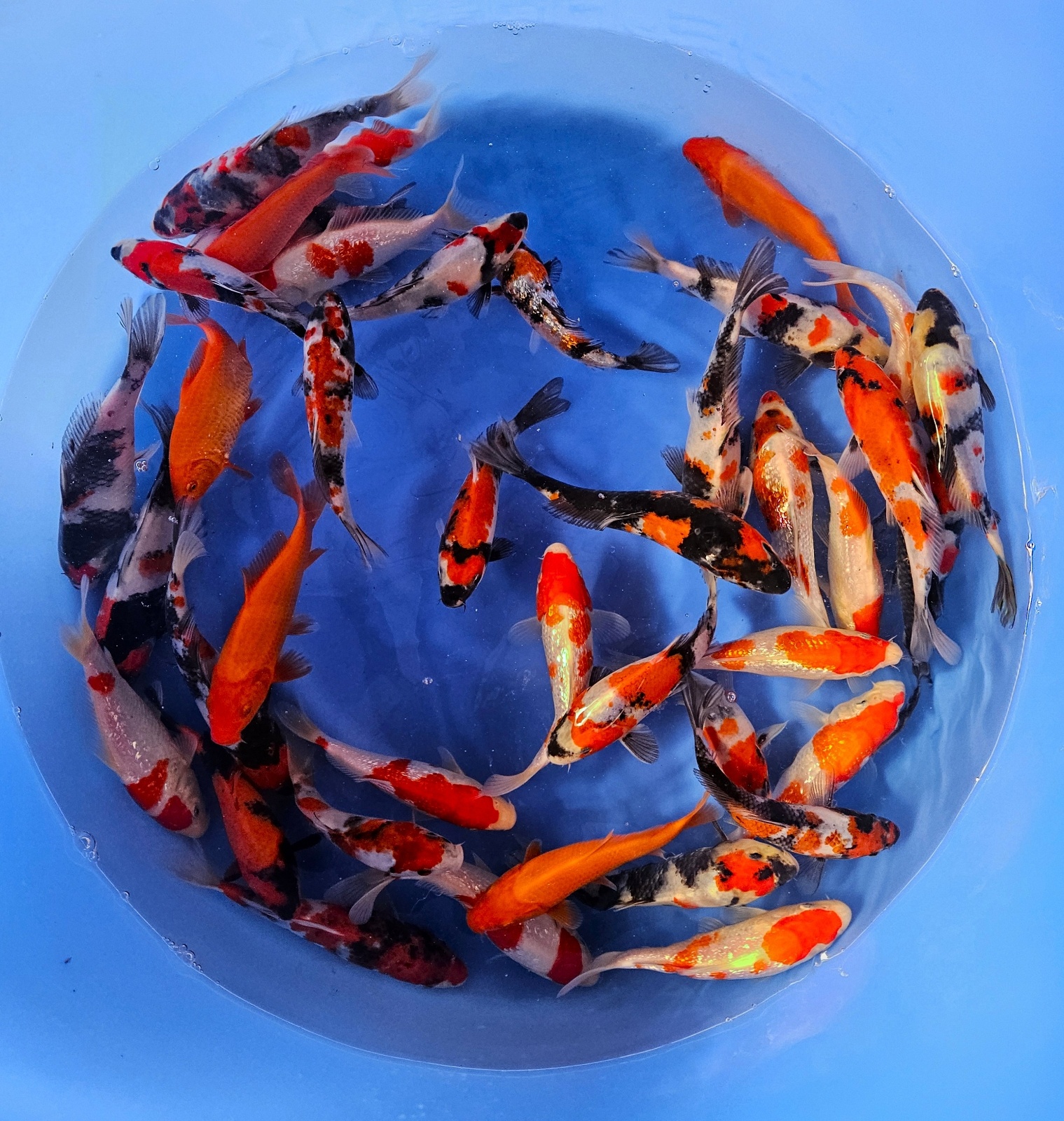 SHOWA GIN SHOWA MIX G02 | Worldwide Nishikigoi export from Japan | WCB ...